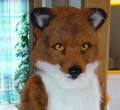 Lazy Redfox